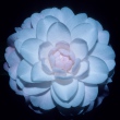 Princess Diana